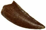 Serrated Raptor Tooth - Real Dinosaur Tooth #297755-1